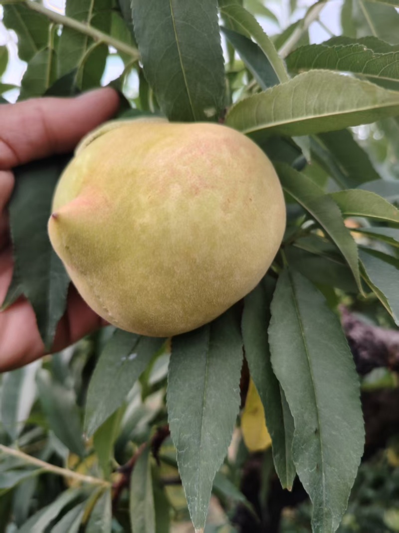 鹰嘴桃桃子水蜜桃