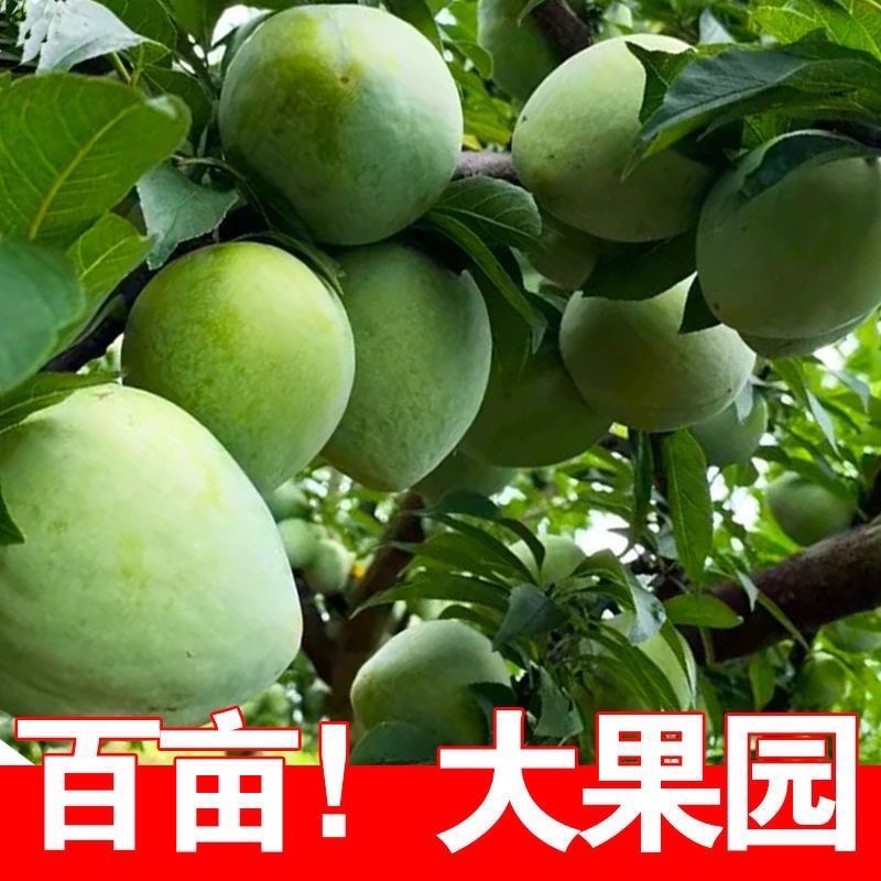 鹰嘴桃桃子水蜜桃