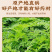 四川特级川芎当季新货川芎片煲汤中药材批发无硫一件代发