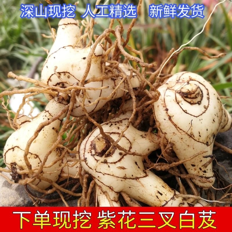 紫色花白芨新鲜深山