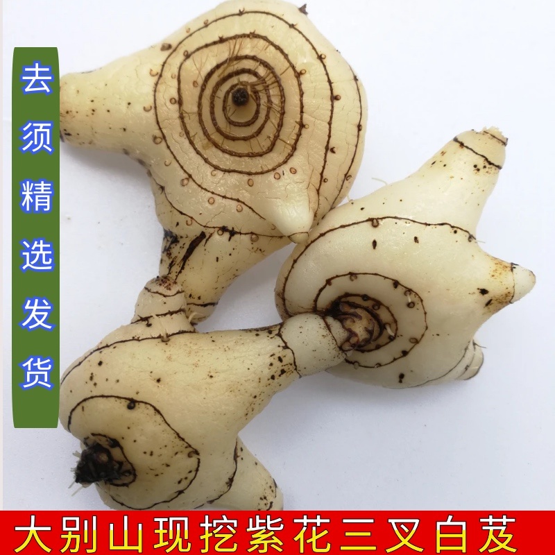 紫色花白芨新鲜深山