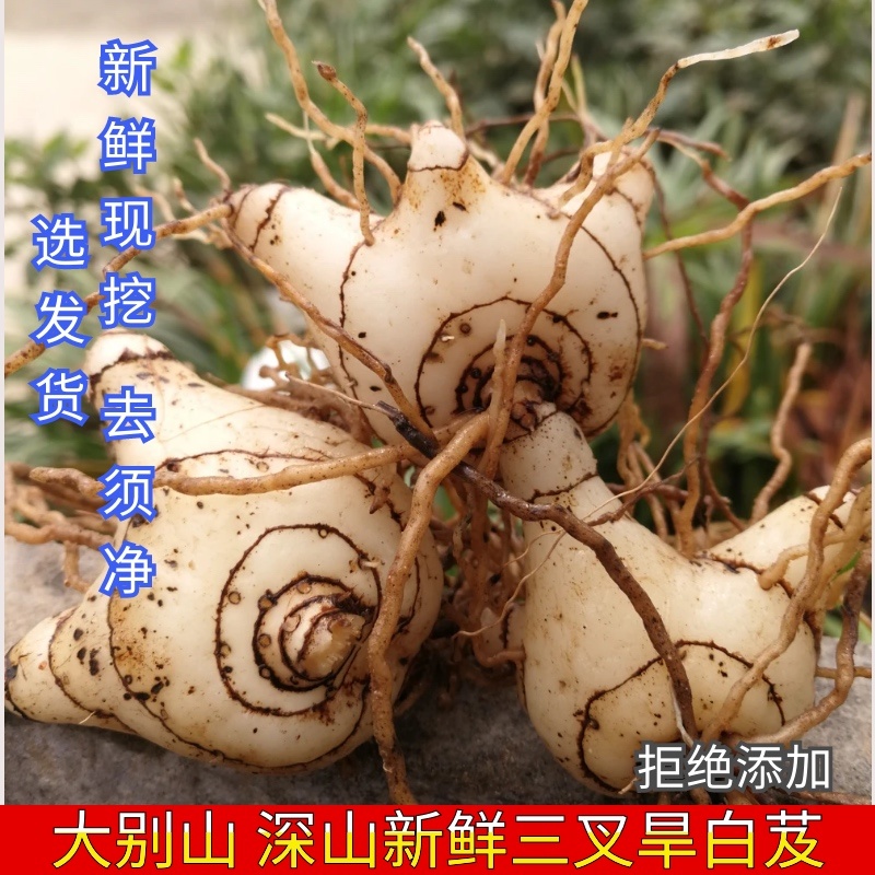 紫色花白芨新鲜深山