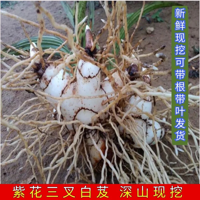 紫色花白芨新鲜深山