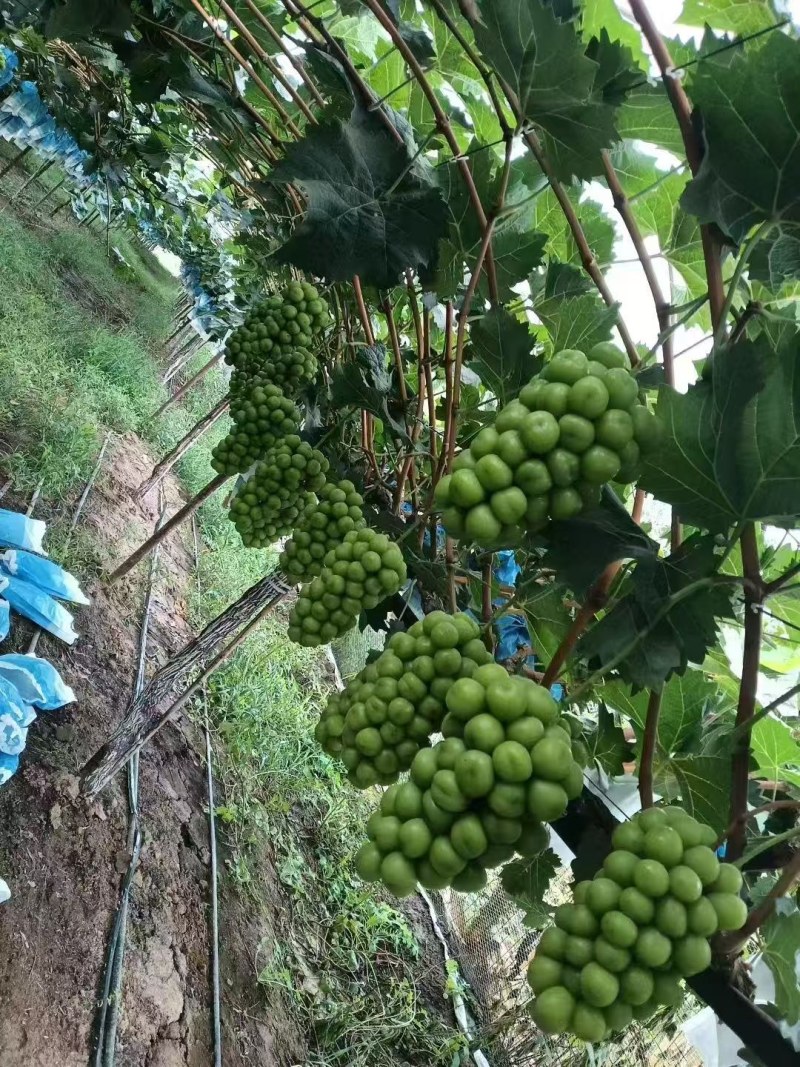 精品阳光玫瑰