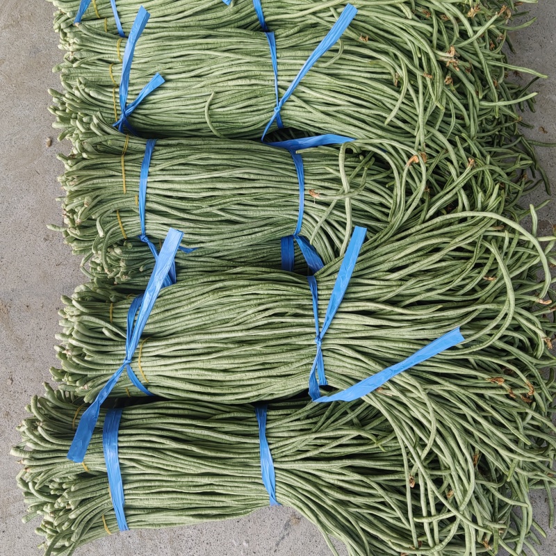 精品青条豆角长豆角对接烘干加工厂腌制厂家保质量