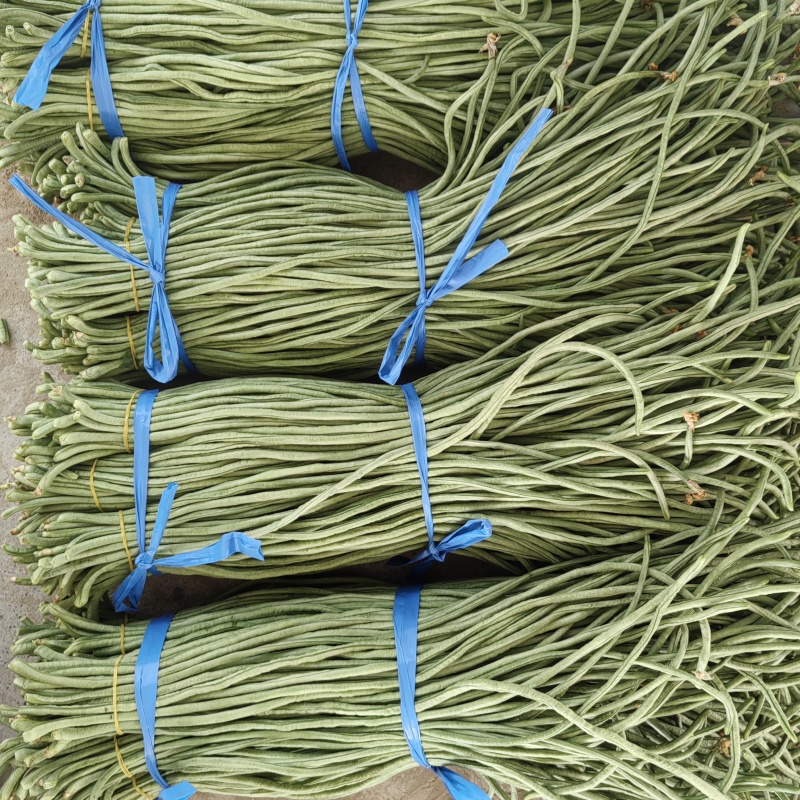 精品青条豆角长豆角对接烘干加工厂腌制厂家保质量