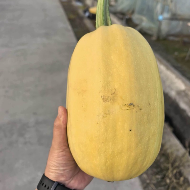 崇明金瓜批发产地直销