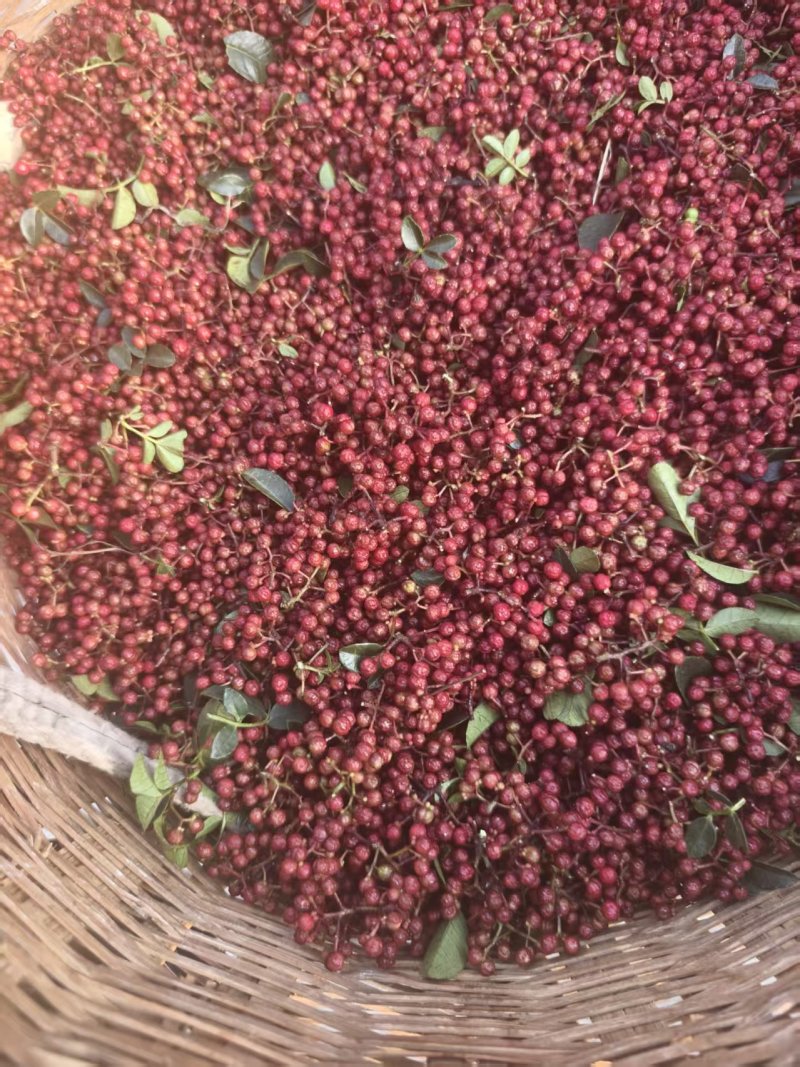 汉源红花椒（贡椒）汉源精品花椒红花椒原产地直发零售批