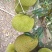湛江英糖菠萝蜜
