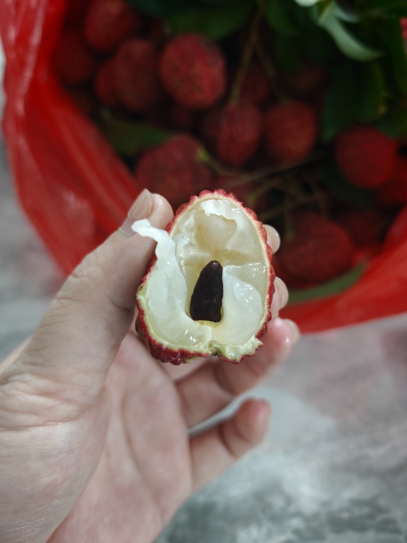 200亩的仙进奉荔枝果场直销批发