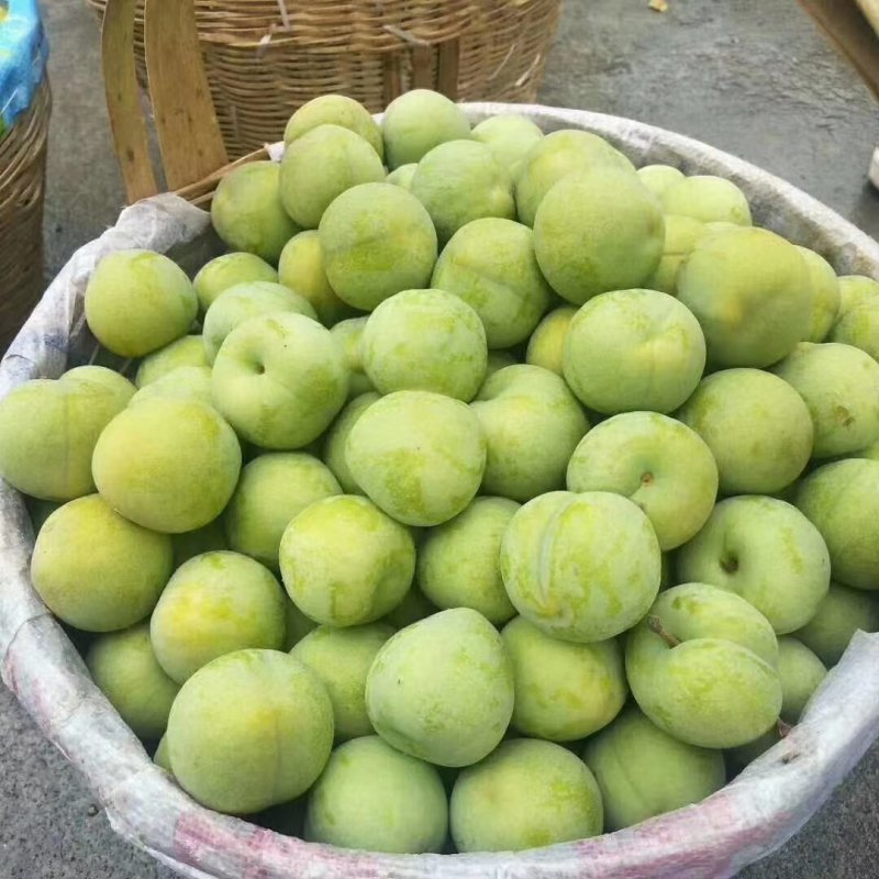 四川青脆李大量上市了，价格美丽，要货的随时呼叫！本人代办