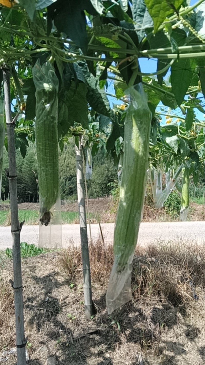糯米丝瓜