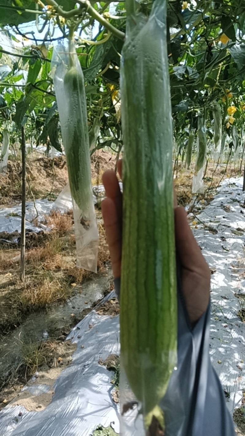 糯米丝瓜