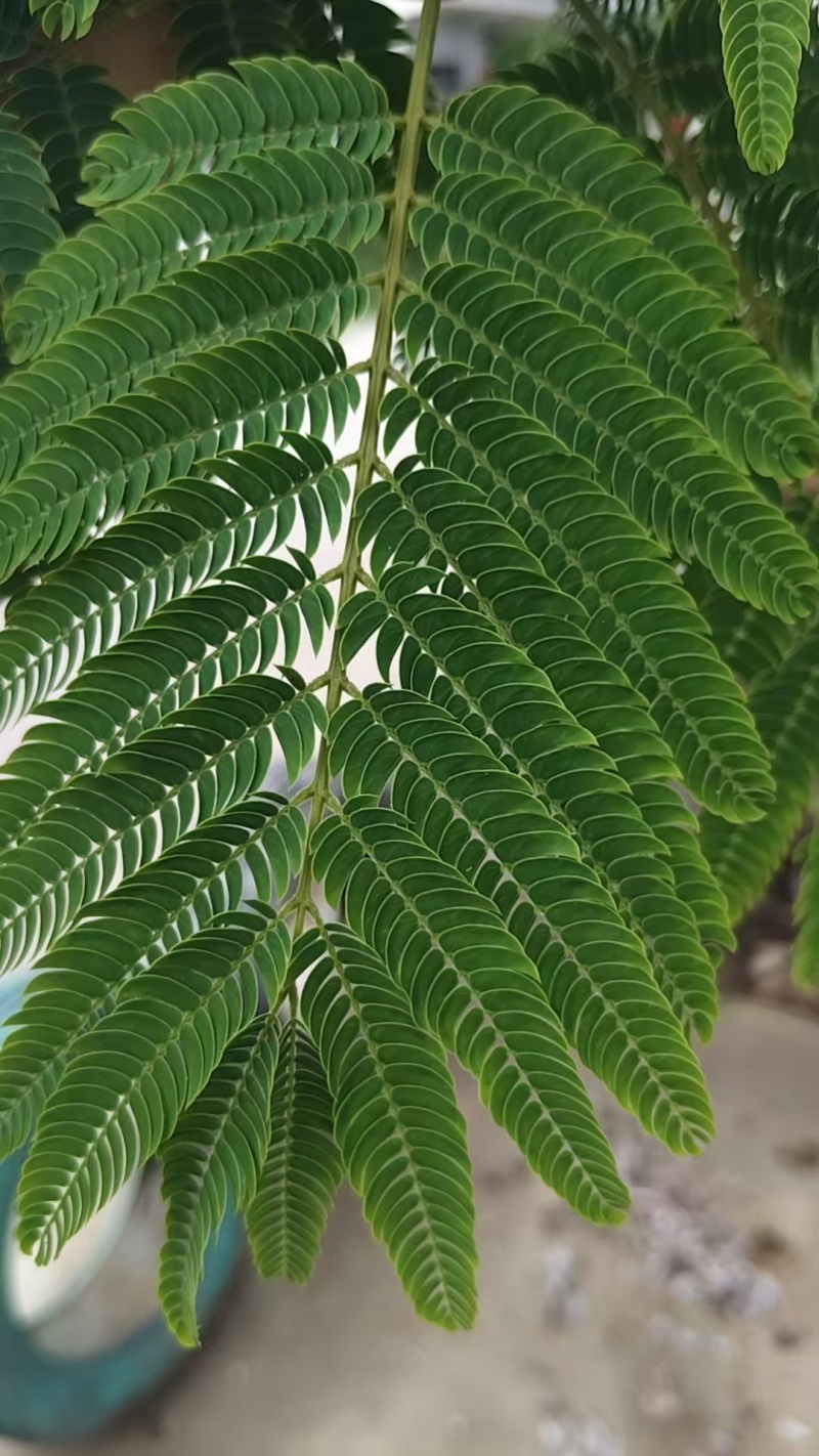 合欢种子红花合欢种子绒仙花树种子药用合欢种子