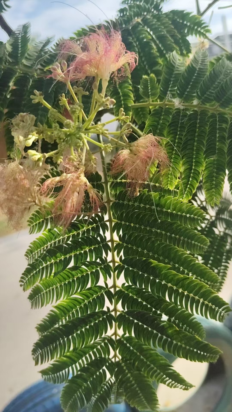 合欢种子红花合欢种子绒仙花树种子药用合欢种子