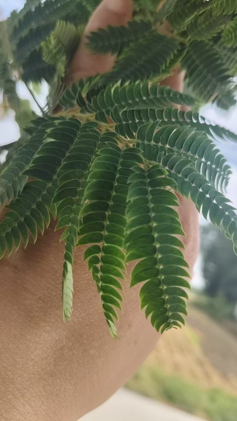合欢种子红花合欢种子绒仙花树种子药用合欢种子