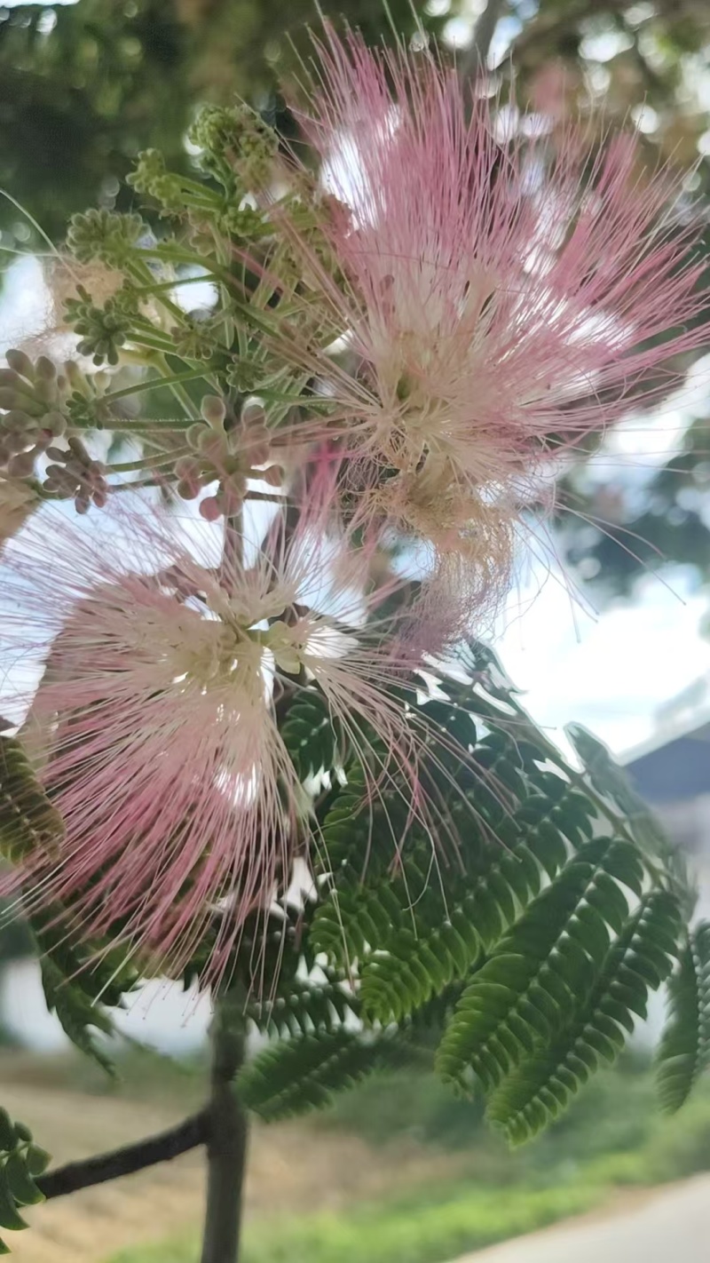 合欢种子红花合欢种子绒仙花树种子药用合欢种子