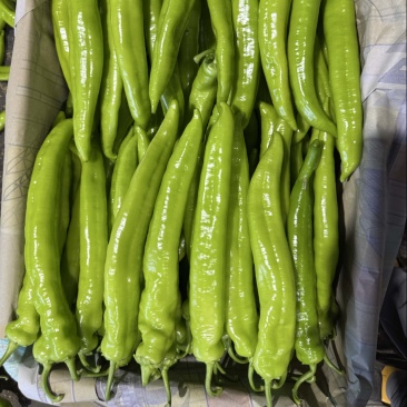 尖椒，龙椒