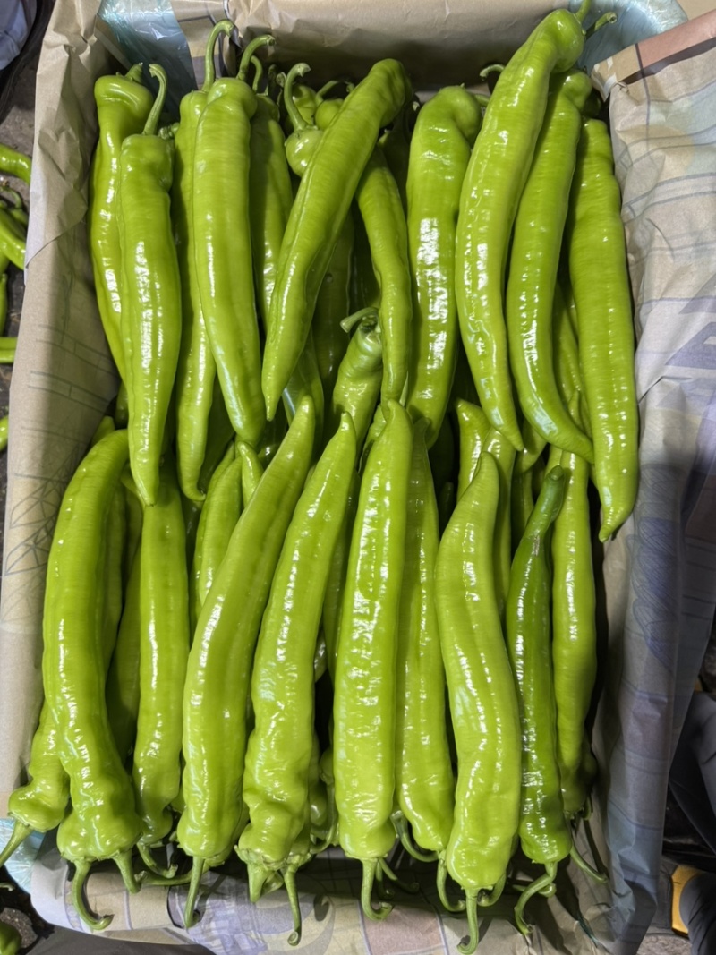 尖椒，龙椒