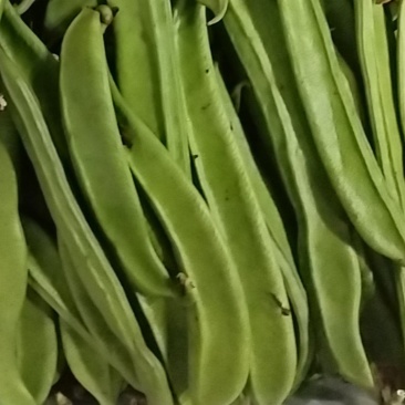 刀豆，大扁豆