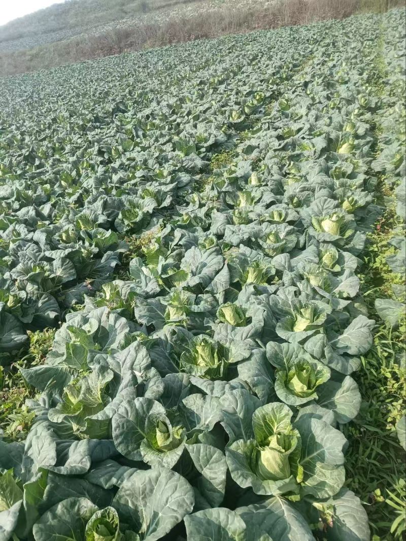 牛心甘蓝包菜
