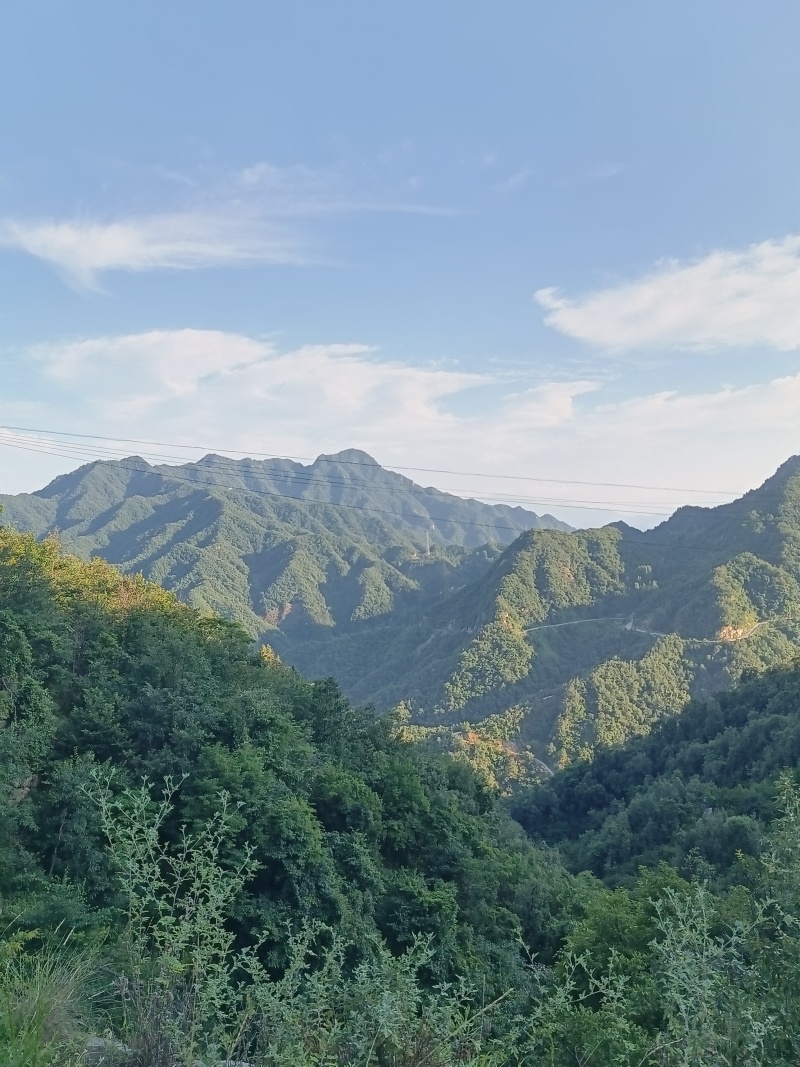 九蒸九晒野生鸡头黄精个子山货古法炮制滋补养生