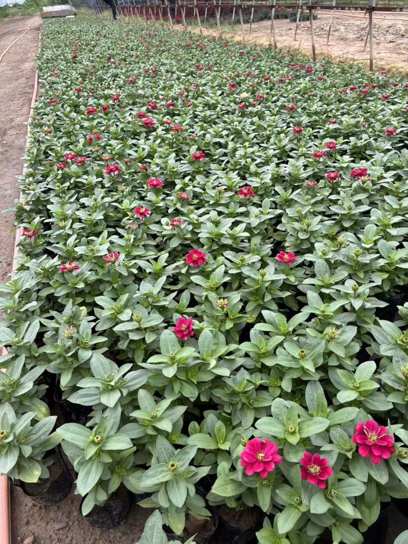 时令花卉，市政工程用花，园林绿化用花