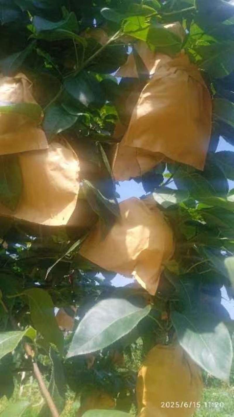 翠冠梨也是六月脆