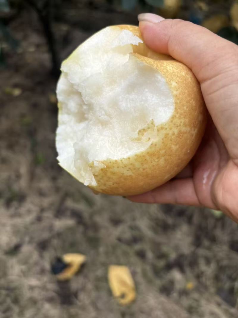 翠冠梨也是六月脆