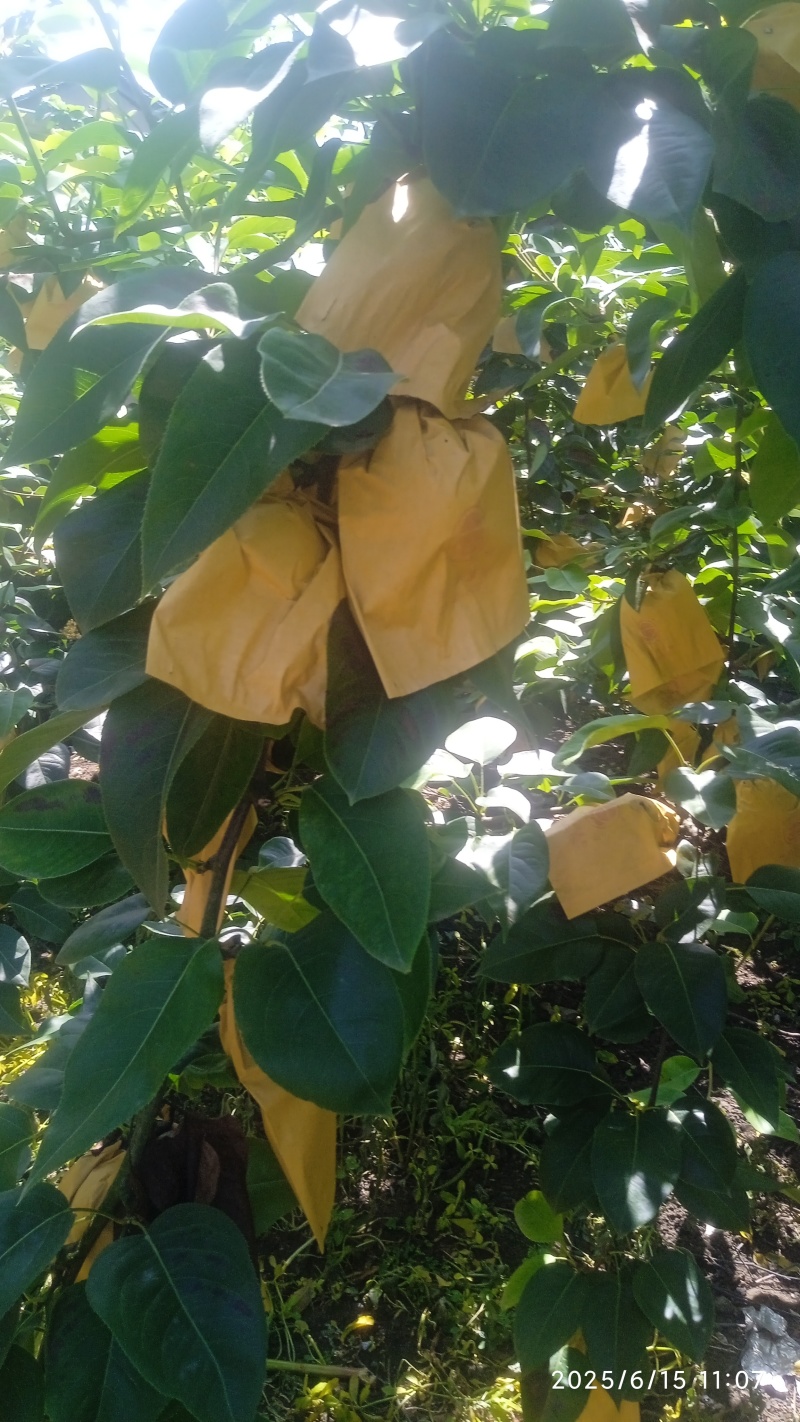 翠冠梨也是六月脆