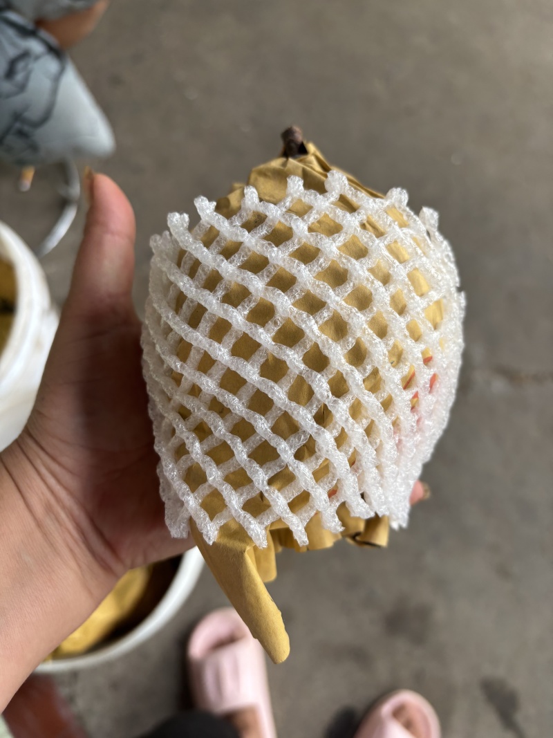翠冠梨也是六月脆