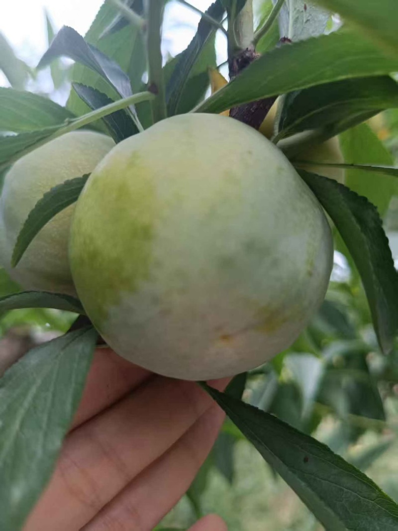 青脆李
