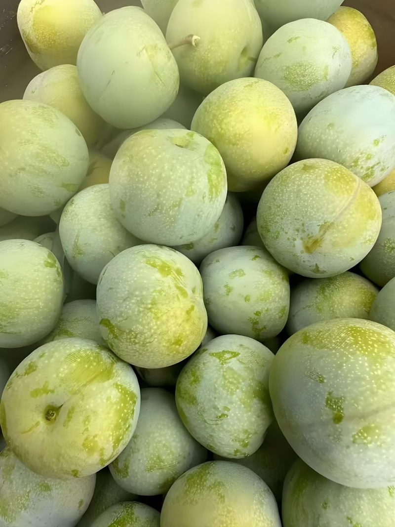 青脆李