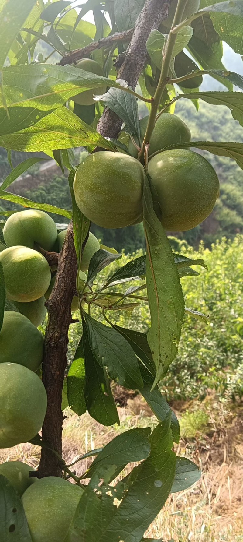 青脆李