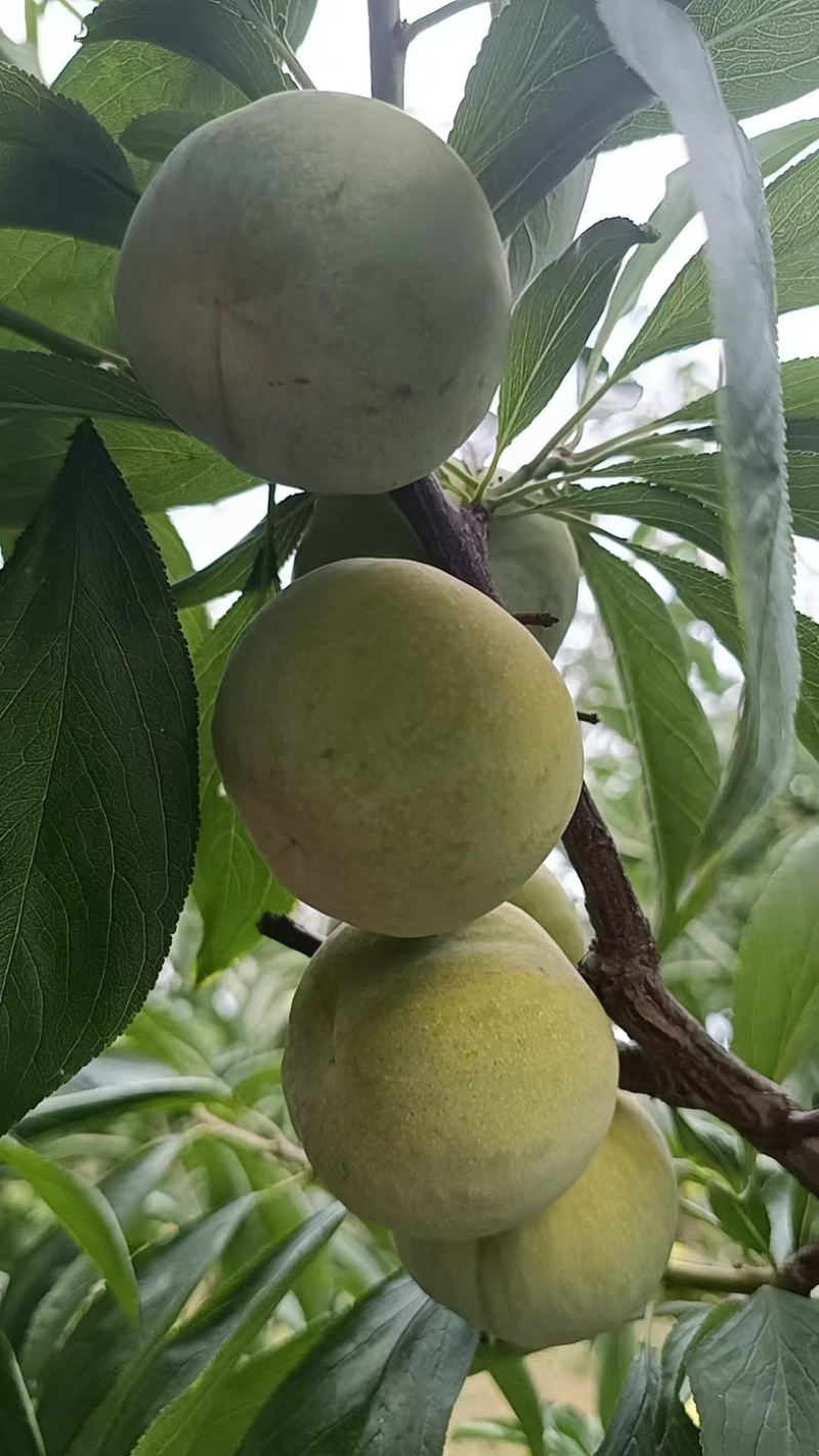 青脆李