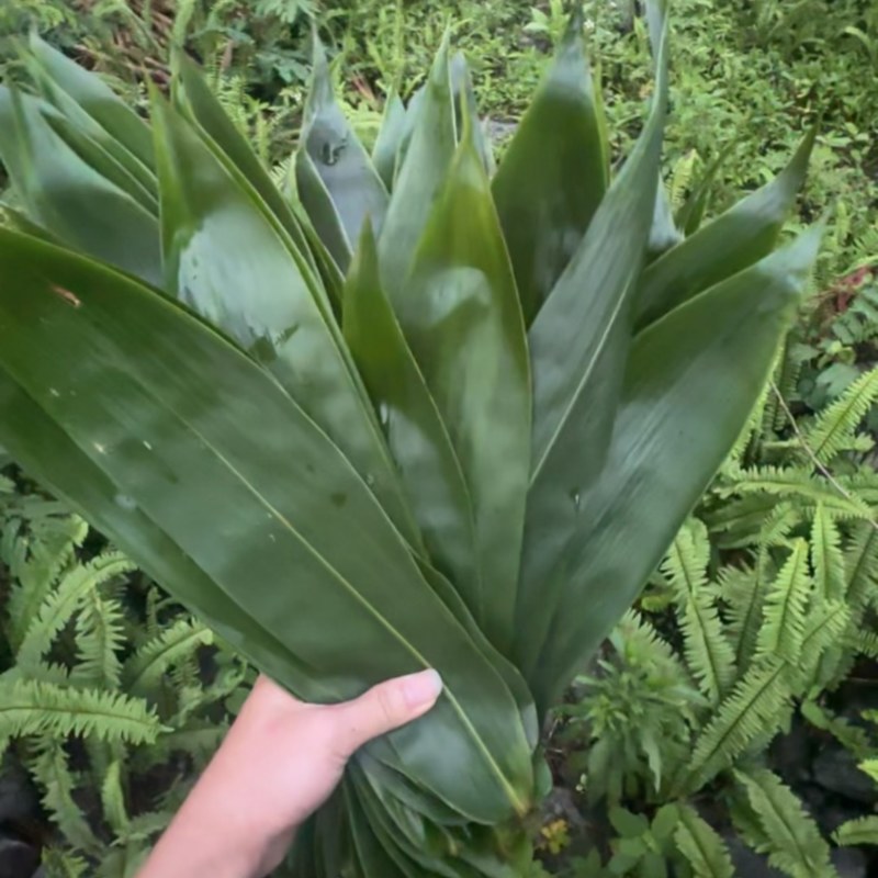 大化喀斯特野生箬叶，叶片宽6-9cm，耐蒸煮，大量出货