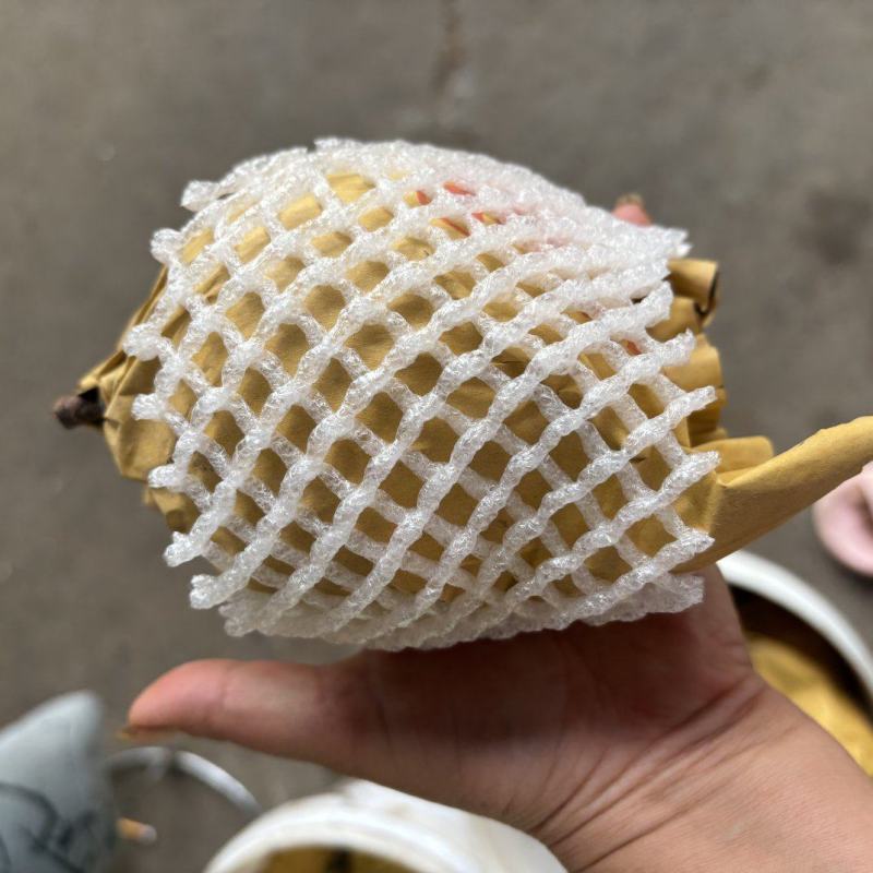 翠冠梨也是六月脆