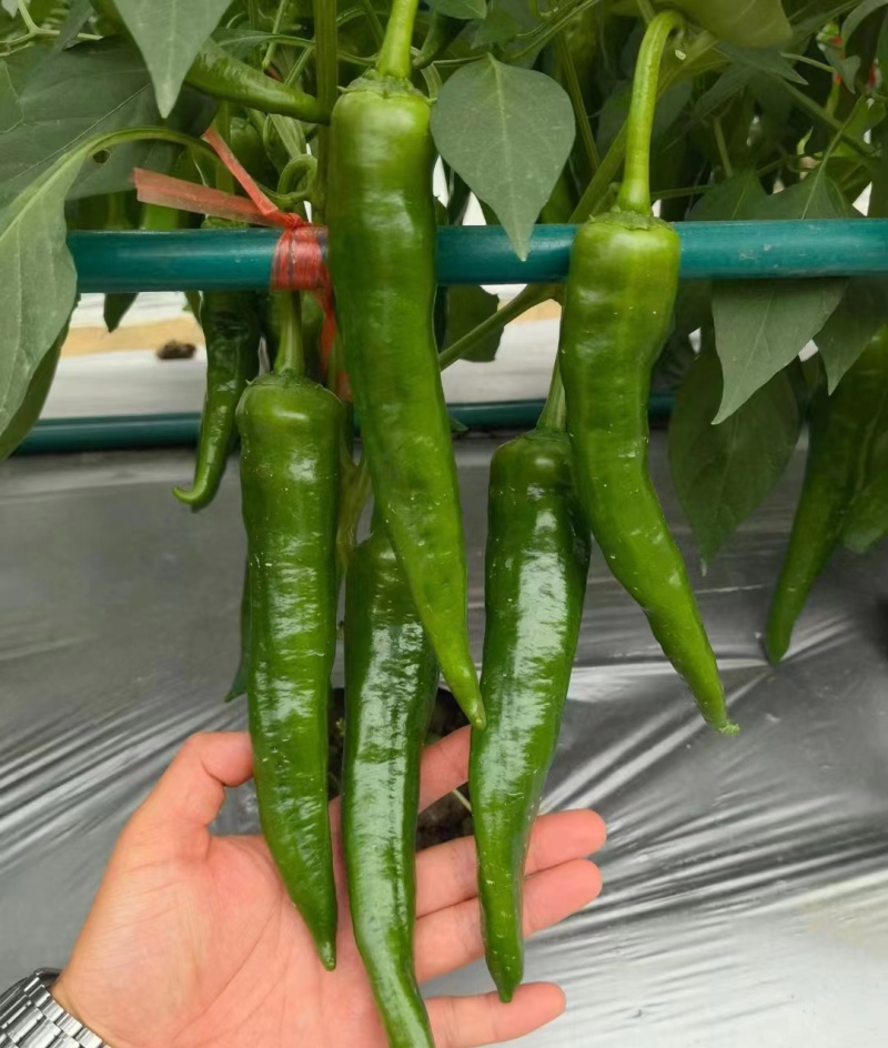 萧新二十三中早熟羊角椒种子果亮绿顺直光亮辣味浓香产量高