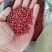 红小豆红豆珍珠粒红小豆食品原料馅料红小豆