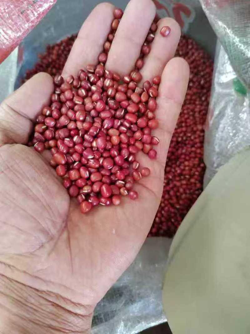 红小豆红豆珍珠粒红小豆食品原料馅料红小豆
