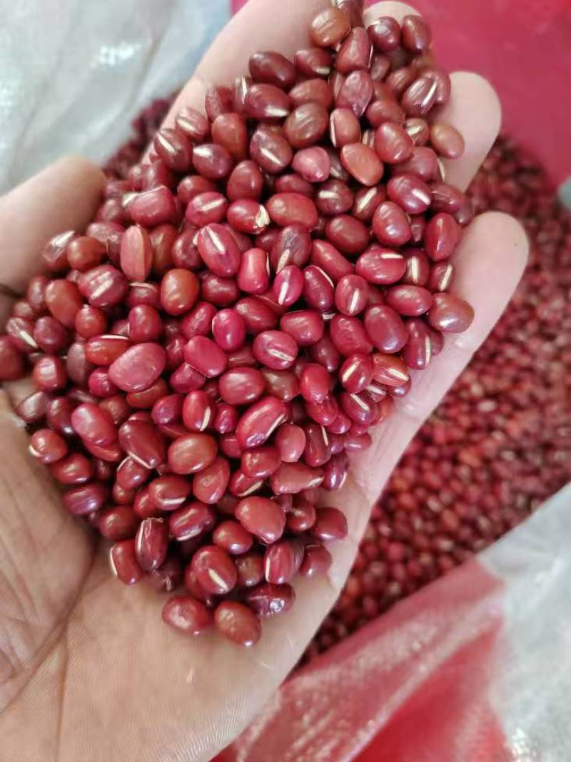 红小豆红豆珍珠粒红小豆食品原料馅料红小豆