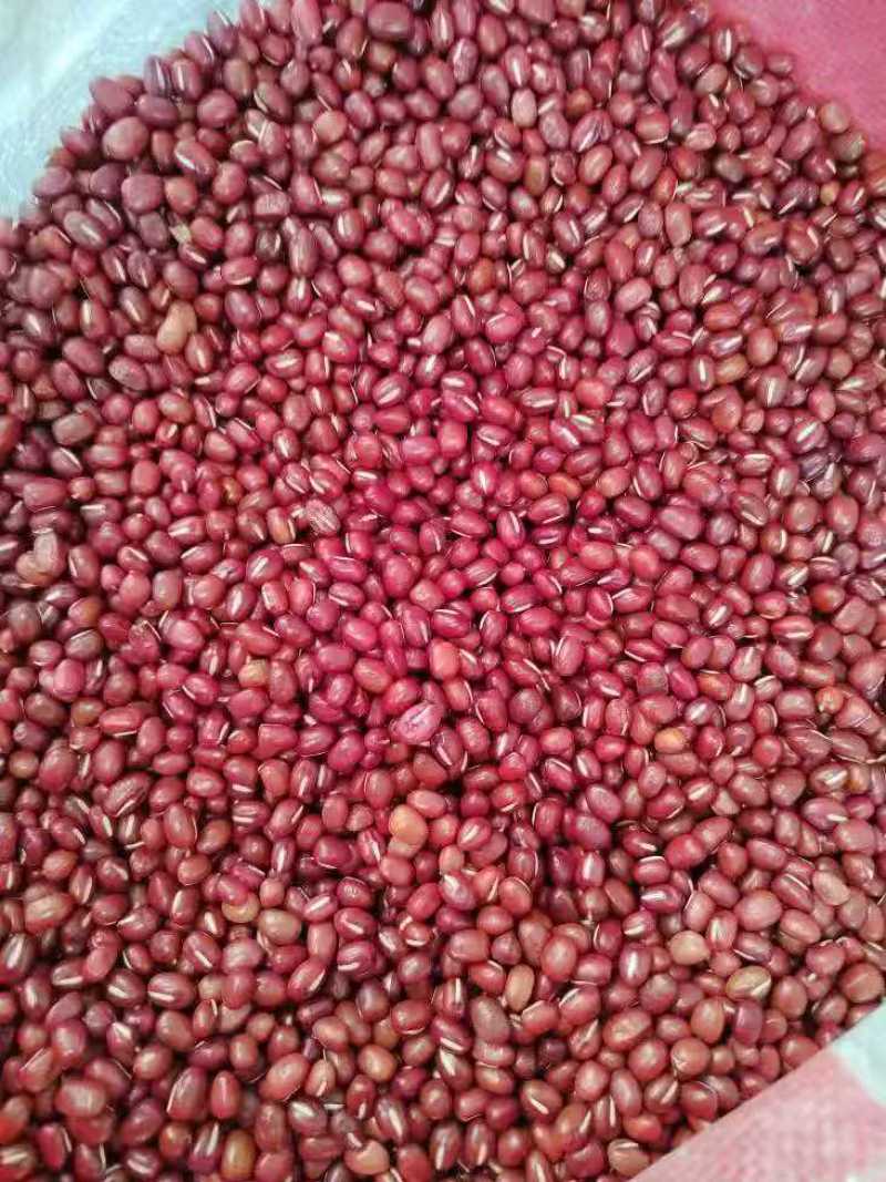 红小豆红豆珍珠粒红小豆食品原料馅料红小豆