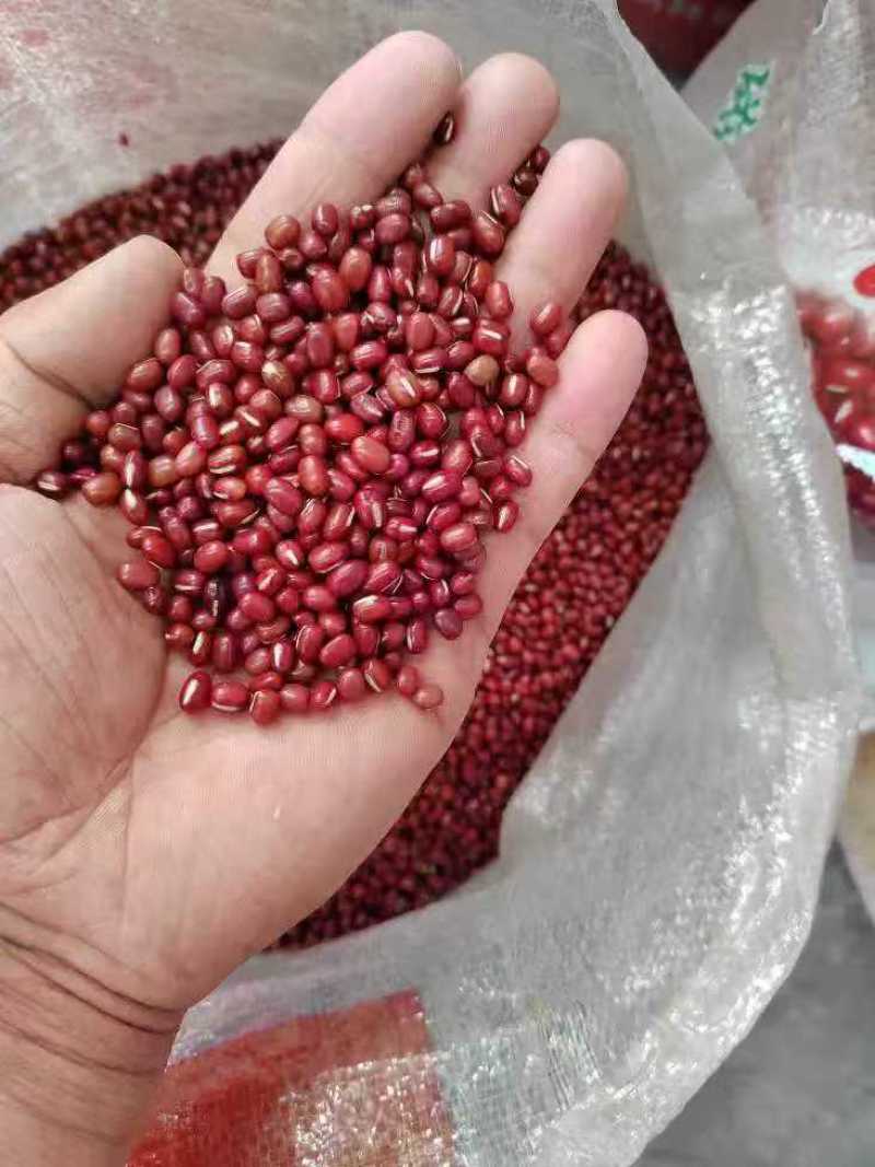 红小豆红豆珍珠粒红小豆食品原料馅料红小豆