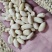 脱皮花生米乳白花生米去皮花生米食品原料白花生米