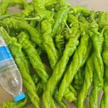 宁夏薄皮麻面螺丝椒