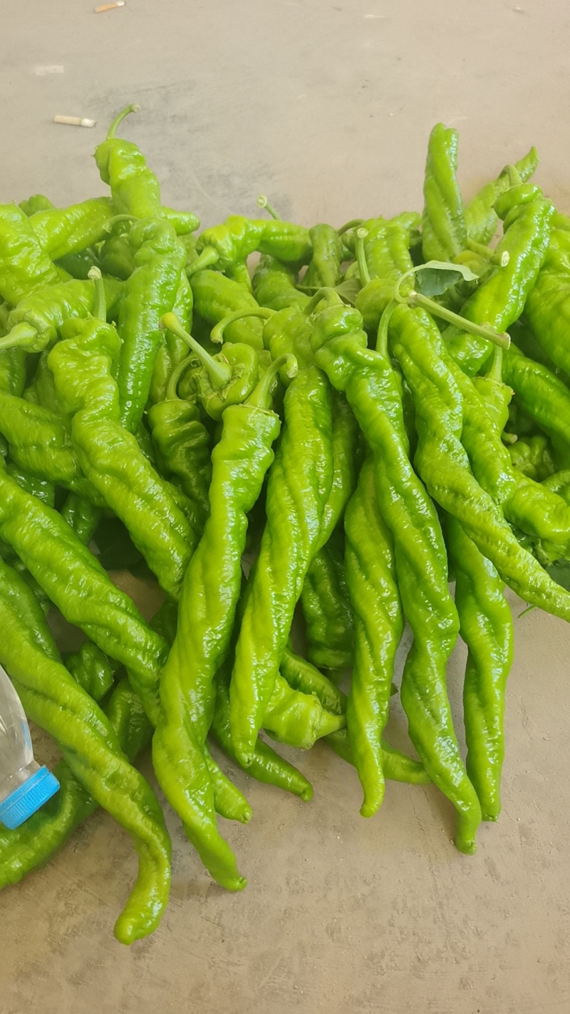 宁夏薄皮麻面螺丝椒