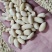 脱皮花生米乳白花生米去皮花生米食品原料白花生米