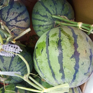 各种瓜果蔬菜