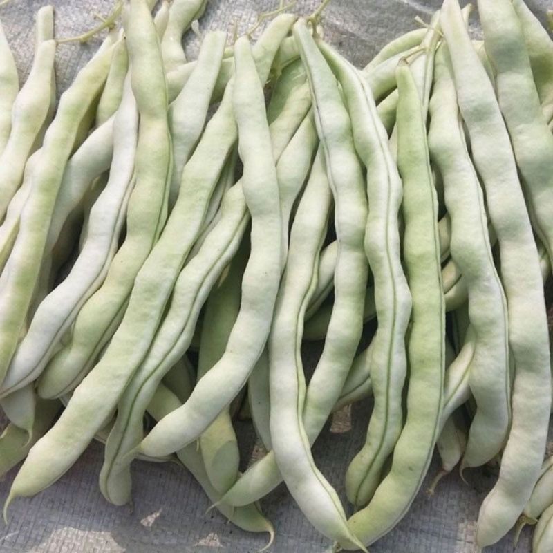 荚多宝四季豆种子无筋不败芸豆种籽鲜嫩纤维高产