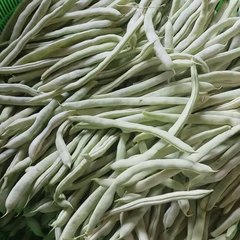荚多宝四季豆种子无筋不败芸豆种籽鲜嫩纤维高产